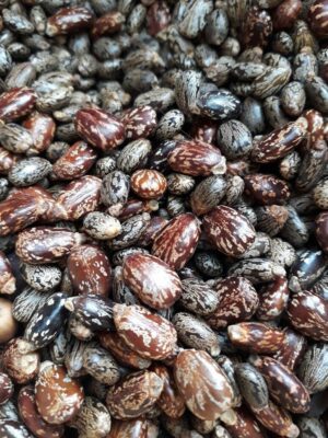 Castor Seeds