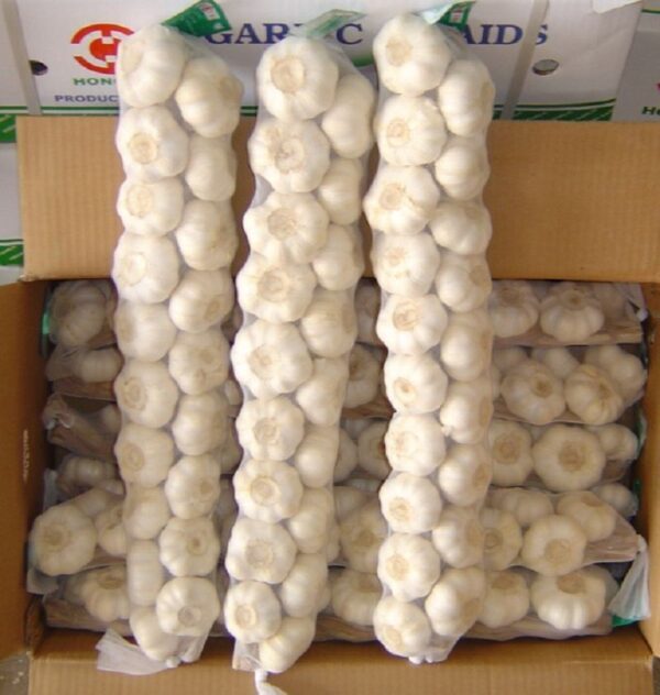 Garlic