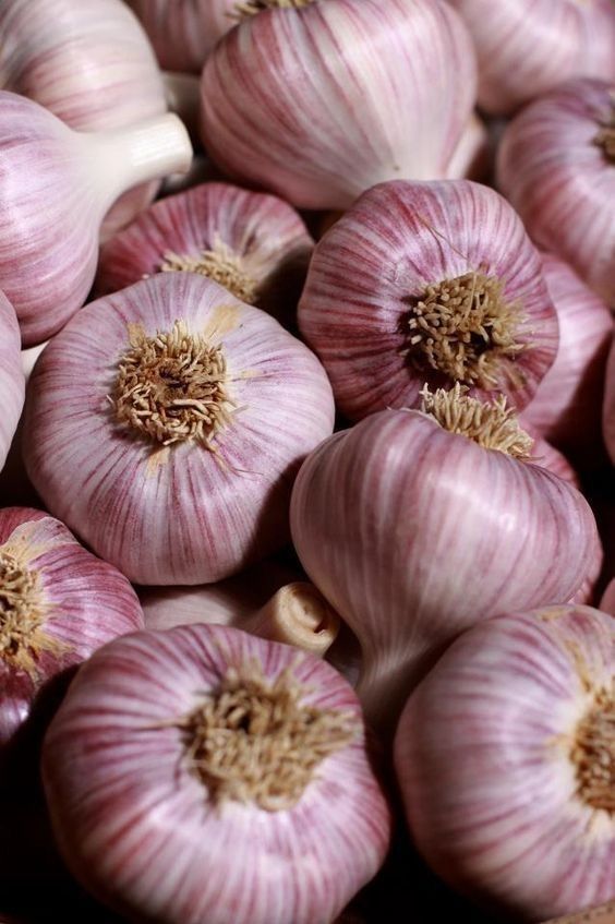 Garlic
