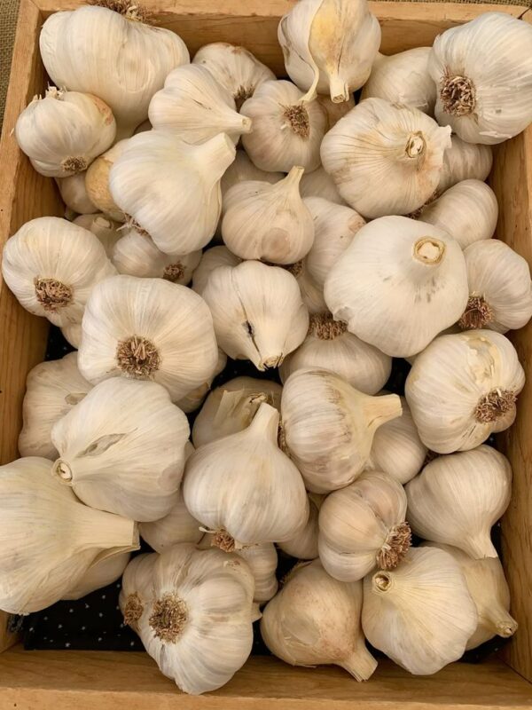 Garlic