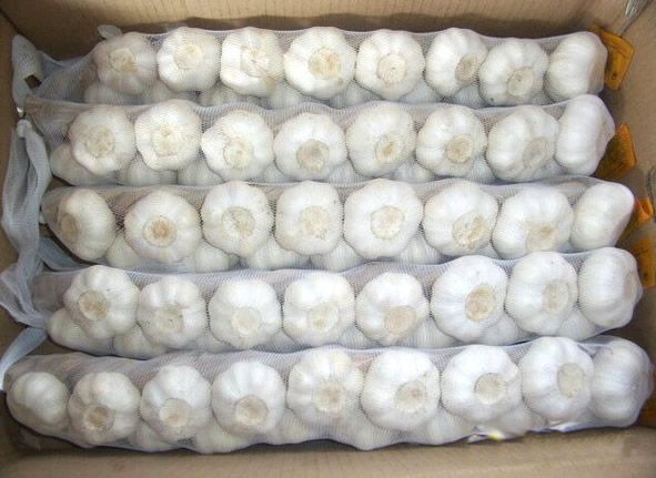 Garlic