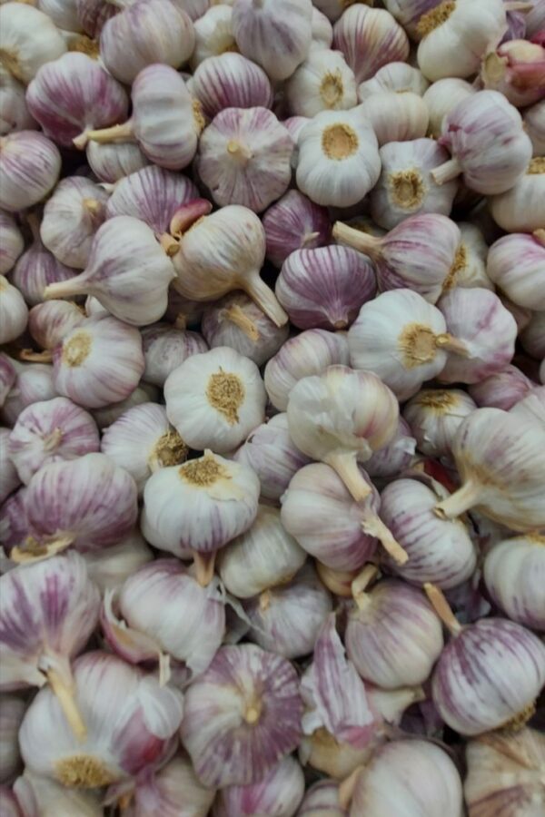 Garlic