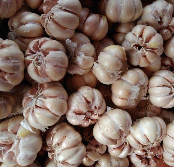 Garlic