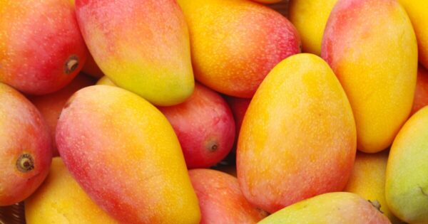 Mangos1 Mangoes