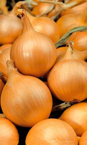 Onion (1) Onion