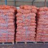 Onion