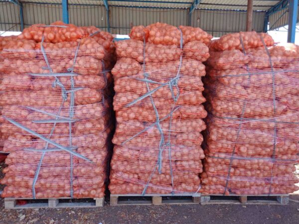 Onion (6) Onion