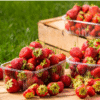 Strawberries