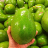 Fresh Premium Avocados