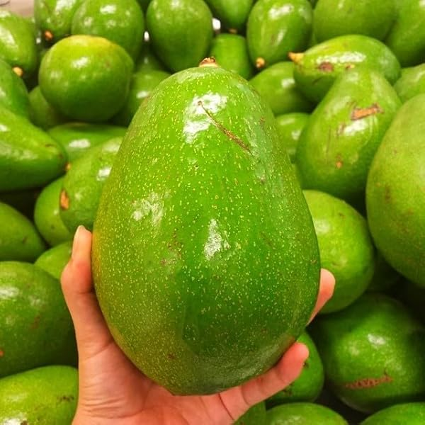 avocado Fresh Premium Avocados