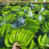Fresh Bananas