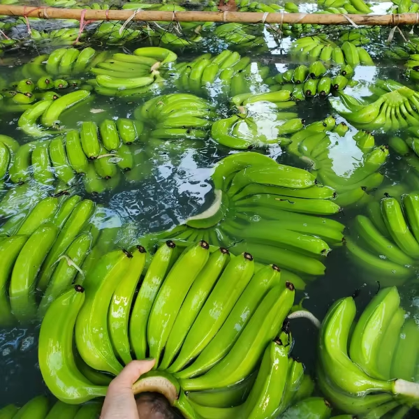 Fresh Bananas