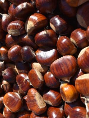 Fresh and Dried Chestnuts Packed for Export