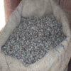 Cotton Seed Hulls