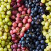 Grapes