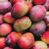 Mangoes