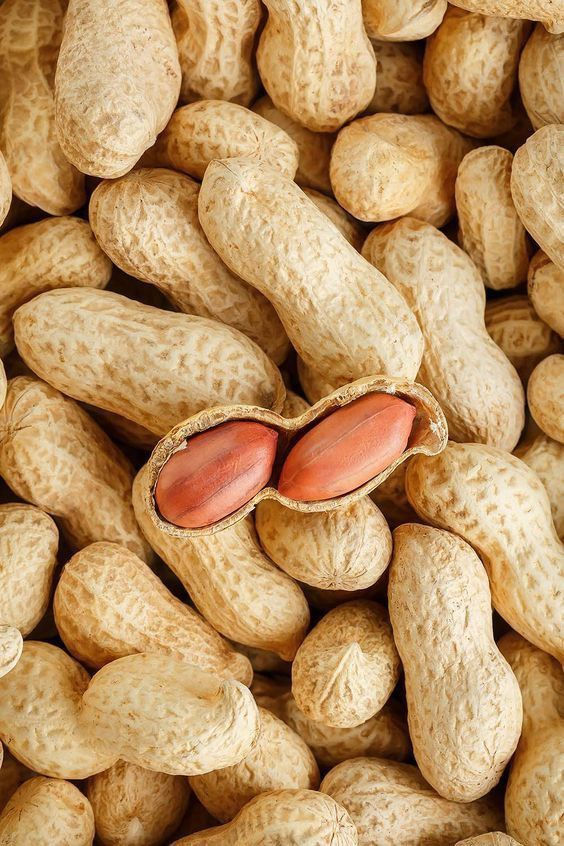 peanut (1) Peanut