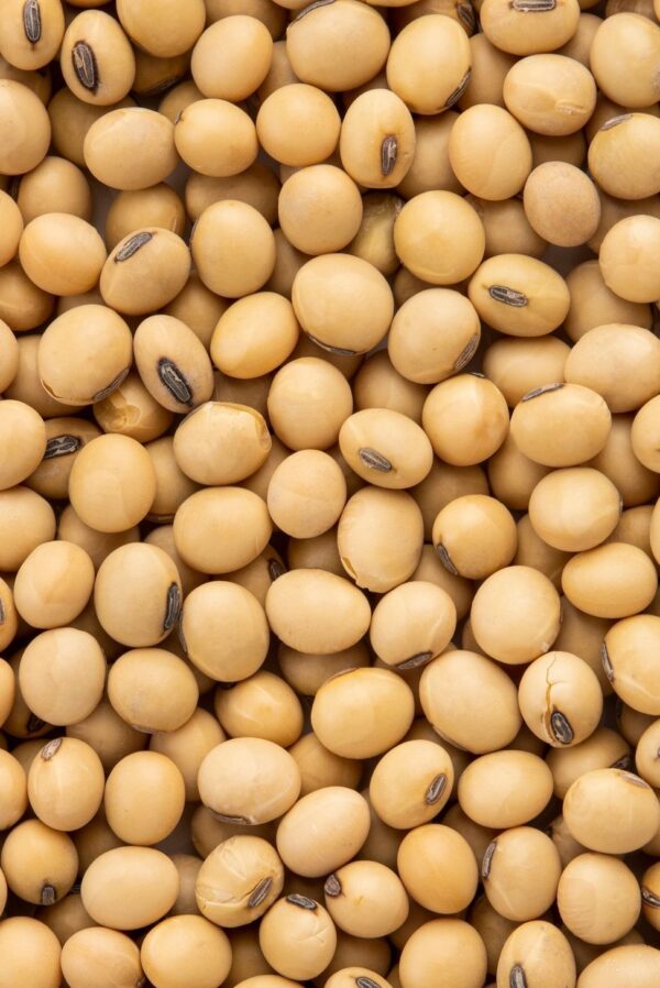 soybean Soybeans