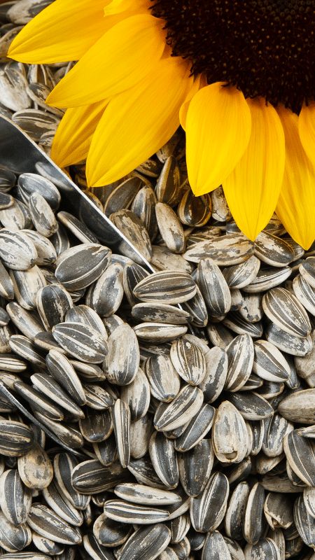 sunflower seed (2) Sunflower Seeds