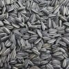 Sunflower Seeds