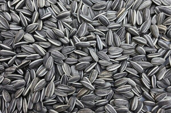 sunflower seed (3) Sunflower Seeds